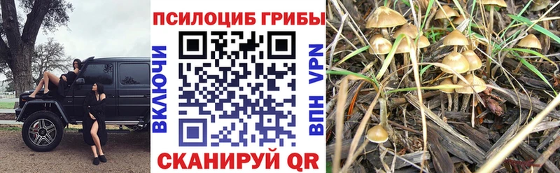 Купить где  Добрянка  Галлюциногенные грибы Cubensis 